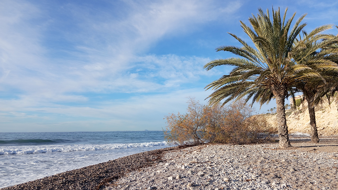 Peaceful coastline with palm trees in Alicante offers a relaxing view of the Mediterranean Sea and the Spanish coast.