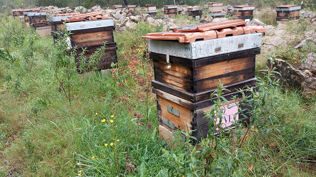 Traditional beehives in nature represent local beekeeping and sustainable honey production in Spain.