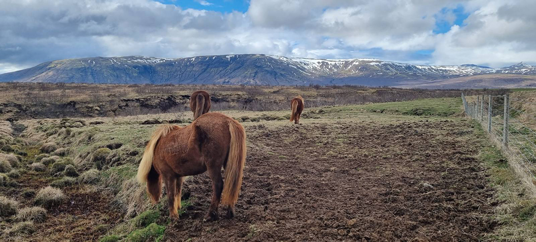 An Icelandic horse stands in the open landscape, representing one of Iceland’s most iconic animals.