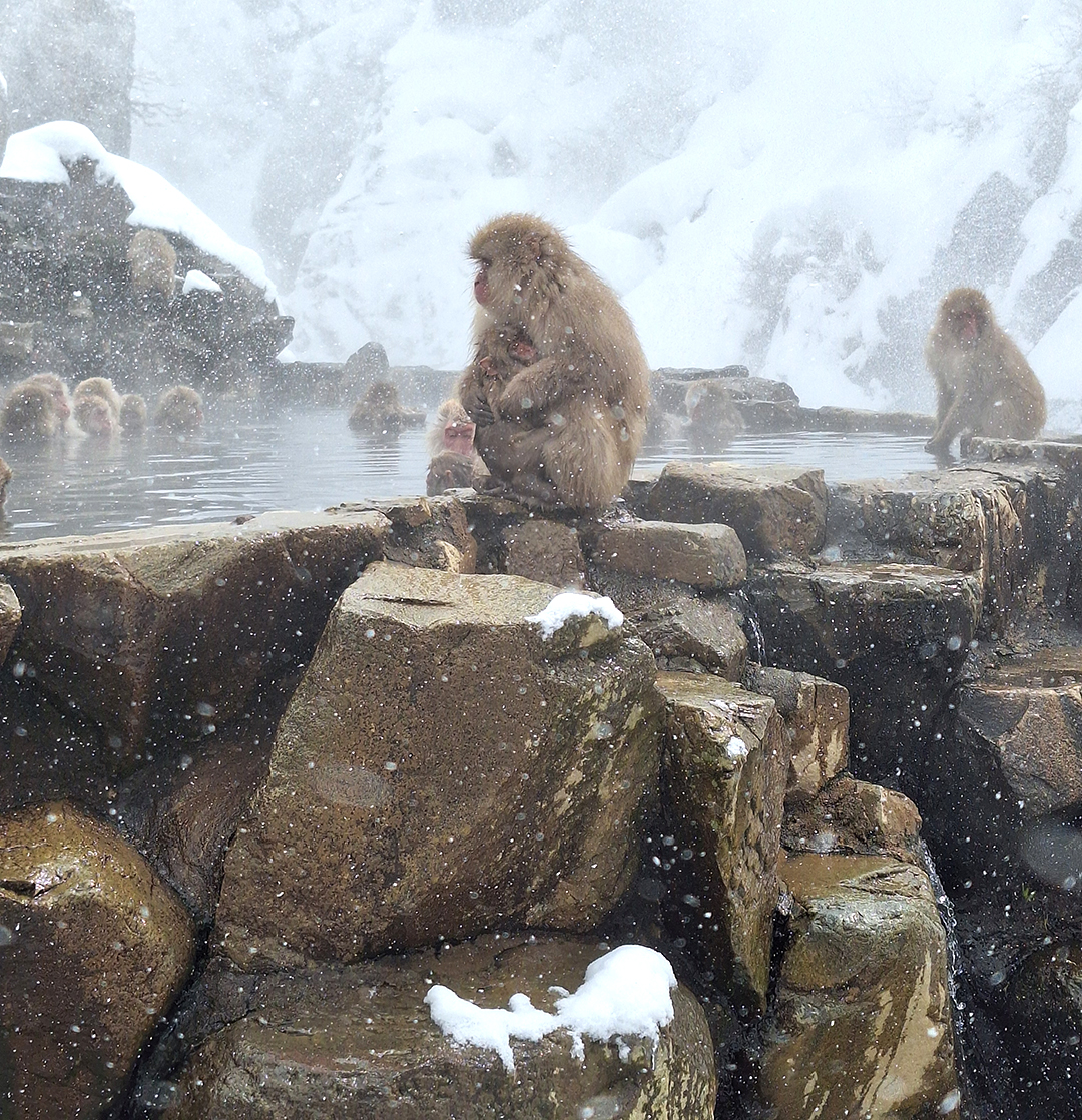Snow monkeys relaxing in hot springs at Jigokudani Yaen-Koen park in Japan