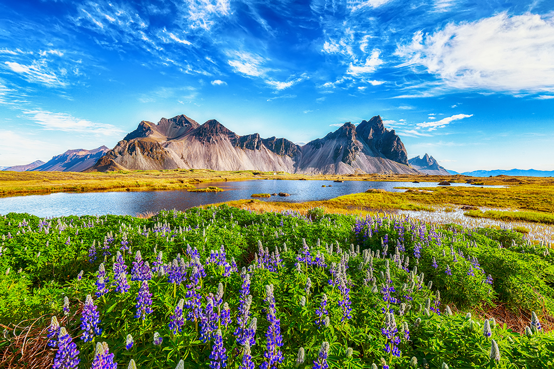 Panoramic view of Iceland's landscape along the Ring Road featuring a mountain range, lake, blooming lupins and dramatic peaks, showcasing one of the country's most iconic natural sceneries.