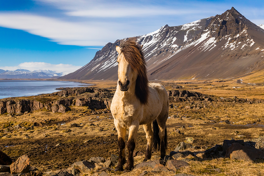 An Icelandic horse stands in front of dramatic mountains and a fjord, representing one of the country's most iconic native animals found throughout Iceland's landscapes.