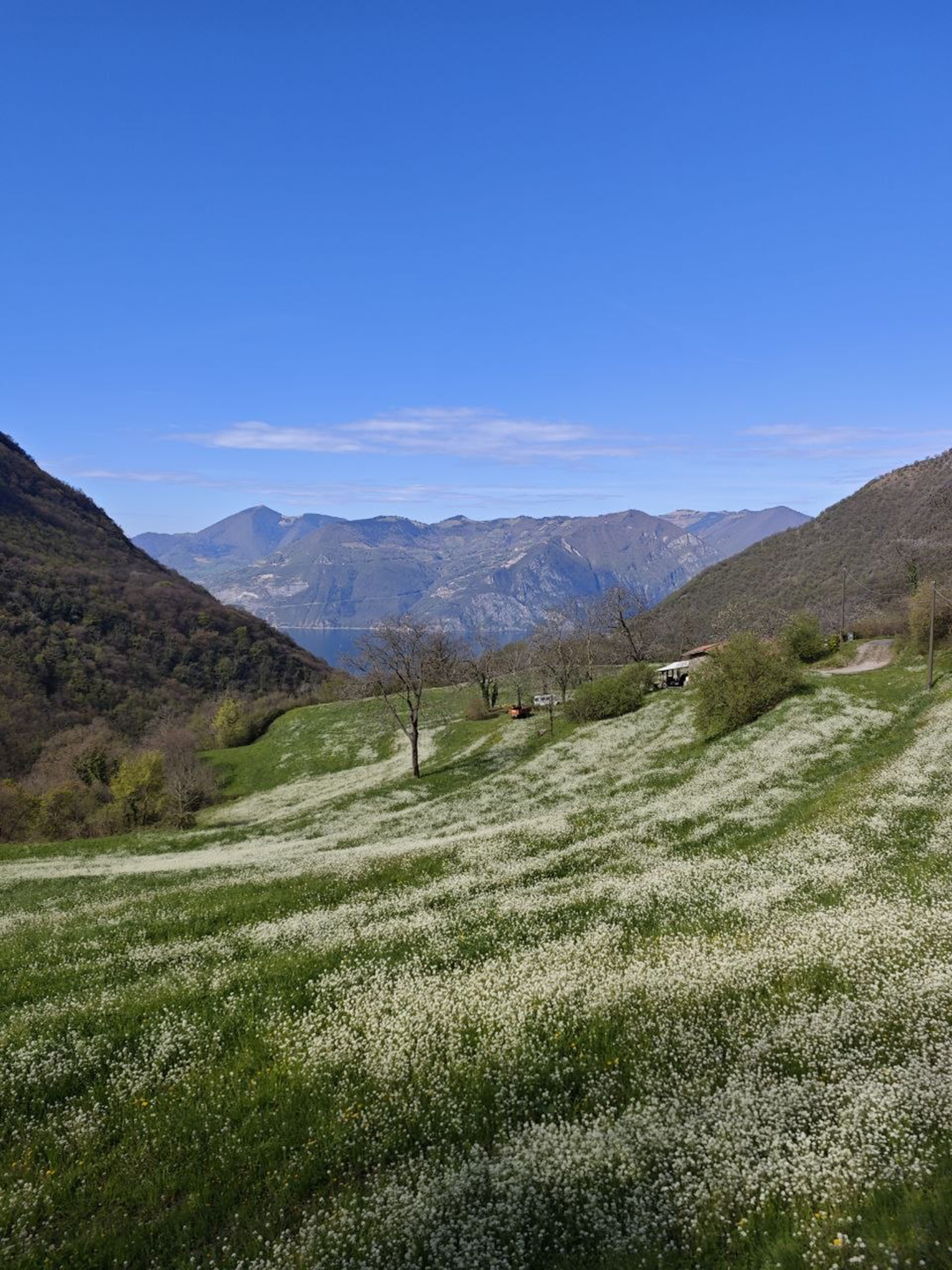 Spring meadows above Lake Iseo offer peaceful hiking trails through unspoilt nature, revealing one of Northern Italy's most tranquil landscapes away from busy tourist routes.