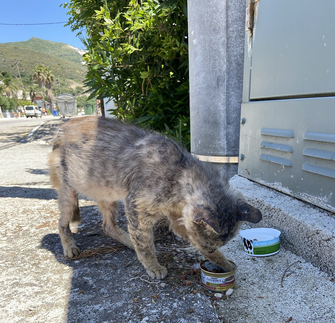 A stray cat on a street in Zakynthos represents the island's large free-roaming cat population, supported by locals, tourists and volunteers through feeding and veterinary care.