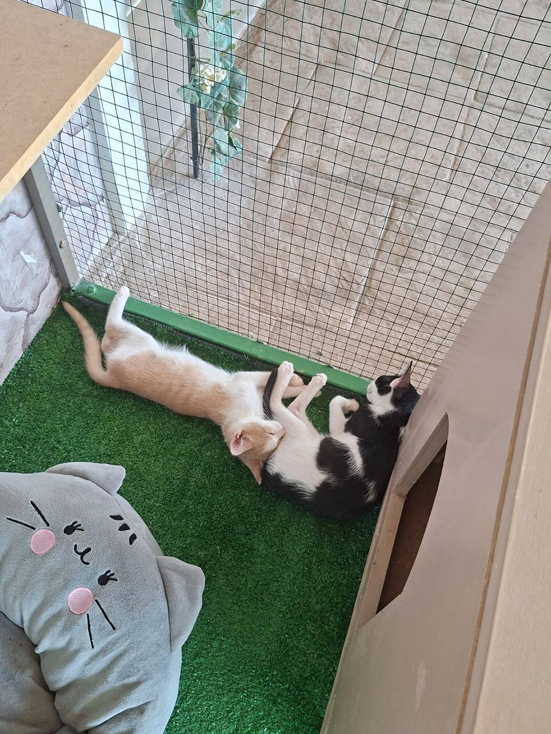 Cats relaxing at Cat Cafe Zepos Garden in Kalamaki, where visitors can spend time with adoptable cats while supporting their care through café purchases and donations.