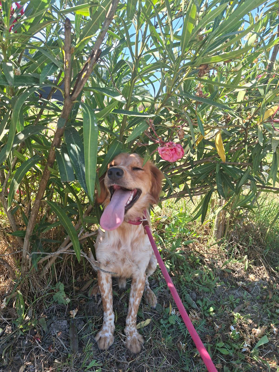 Walking a rescue dog from Zante Strays shelter is an important part of socialising abandoned dogs waiting for a new home on Zakynthos.