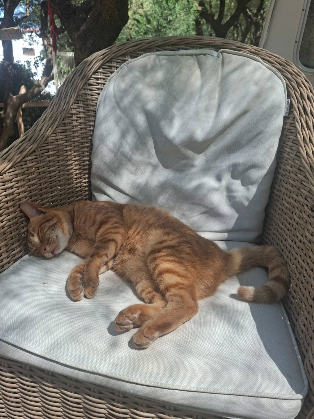 A cat resting peacefully on a chair at a small farm in Zakynthos, reflecting the relaxed island lifestyle where domestic animals are part of everyday life.